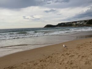 Manly Beach