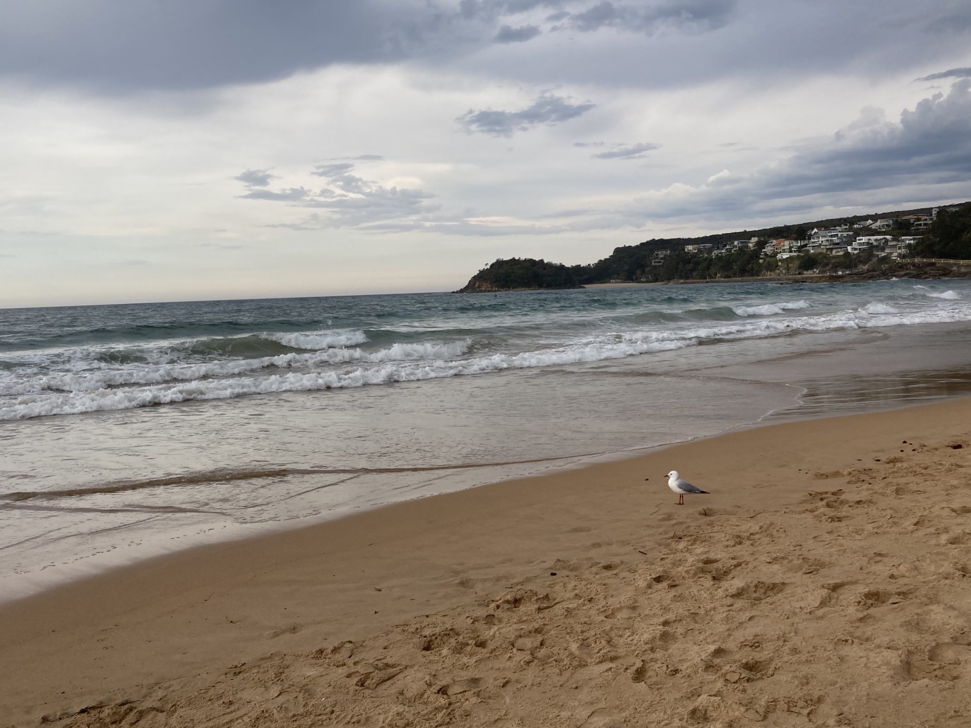 海辺の写真、鳥がいる