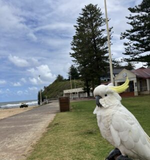 A parrot visiting the beach. Rich natural environment is one of Australia’s attractions.